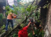 Pohon Tumbang di Indarung Timpa Rumah Warga