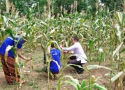 Warga Binaan Lapas Suliki Panen Jagung Manis Hasil Program Mandiri