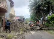 Pohon Tumbang di Pauh Timpa Rumah Warga