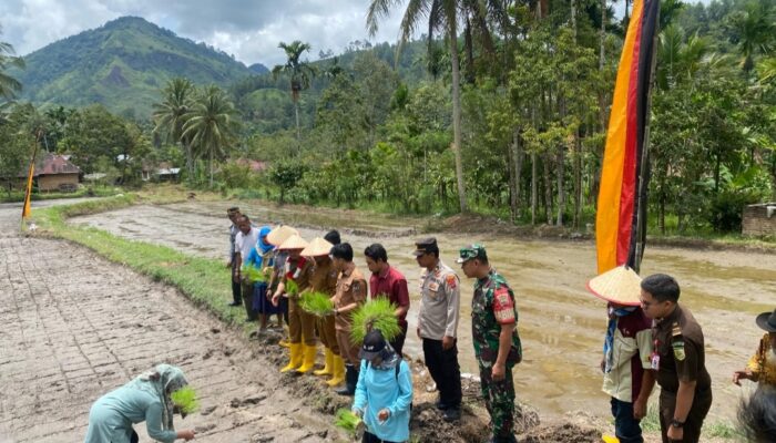 Lapas Kelas III Suliki Gelar Tanam Padi untuk Ketahanan Pangan