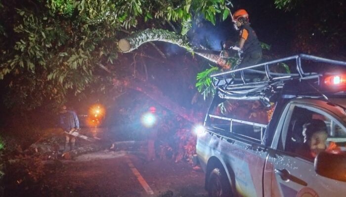 Pohon Tumbang di Jalan Raya Padang-Painan Sempat Putus