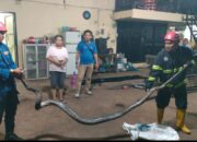 Petugas Damkar Padang Evakuasi Ular Piton di Bengkel Las