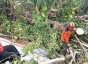 Pohon Tumbang, Tiga Rumah Satu Warga Tertimpa