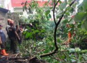 Pohon Patah Timpa Sekolah dan Perkebunan di Lubuk Begalung