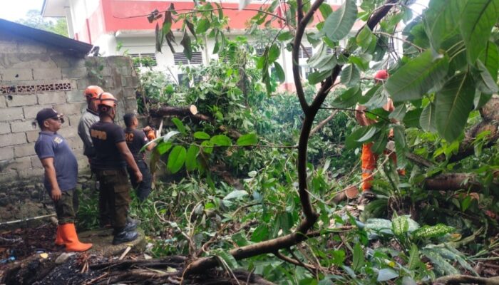 Pohon Patah Timpa Sekolah dan Perkebunan di Lubuk Begalung