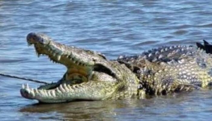 Lagi Cari Ikan, Uyun Dilarikan Buaya di Sungai Batang Rosak Pasaman Barat