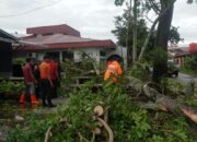 Hujan, Angin Kencang di Padang Beberapa Pohon Bertumbangan