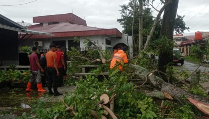 Hujan, Angin Kencang di Padang Beberapa Pohon Bertumbangan
