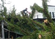 Pohon Tumbang Timpa Warung di Ulak Karang Utara