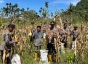 Panen Raya Jagung Sinergi Polres Pessel dan Petani