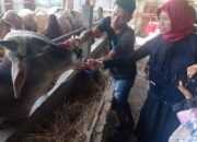 2.132 Hewan Kurban di Padang Diperiksa Jelang Idul Adha