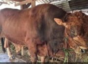 Bungtekab Lokasi Sembelih Sapi Kurban dari Presiden Prabowo