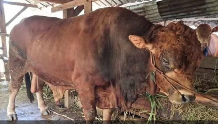 Bungtekab Lokasi Sembelih Sapi Kurban dari Presiden Prabowo