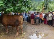 Sapi Kurban Bantuan Presiden Disembelih di Bungus