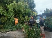 Pohon Tumbang di Korong Gadang Tutup Akses Jalan