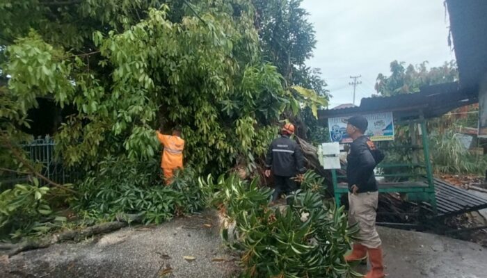 Pohon Tumbang di Korong Gadang Tutup Akses Jalan