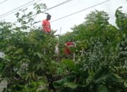 Pohon Tumbang Timpa Rumah Warga di Pauh Padang