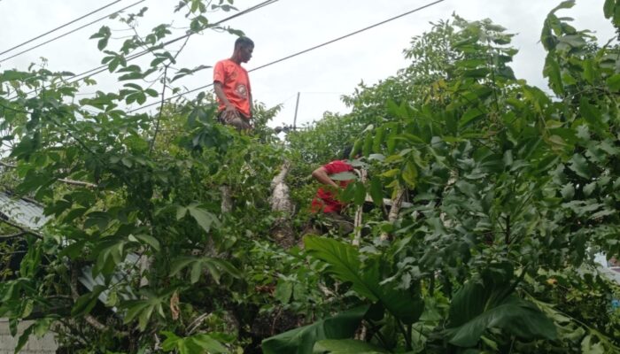 Pohon Tumbang Timpa Rumah Warga di Pauh Padang