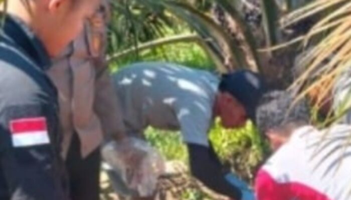 Polisi Tangkap Pembunuh Dua Buruh Sawit di Solok Selatan