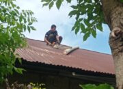 Pohon Tumbang Timpa Rumah Warga di Pasia Nan Tigo