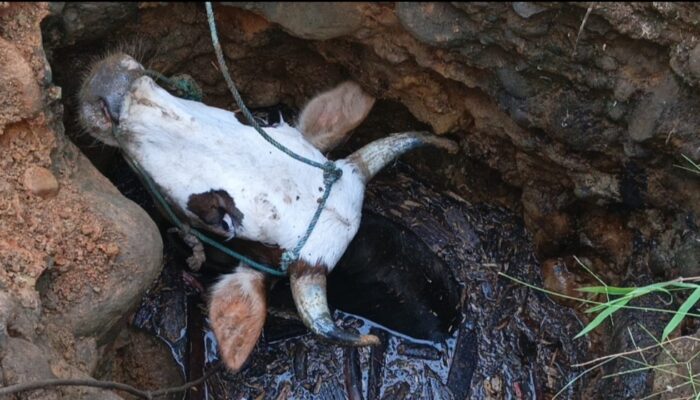 Damkar Padang Selamatkan Sapi Jatuh ke Sumur