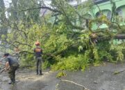 Hujan dan Angin Kencang Tumbangkan Beberapa Pohon di Kota Padang