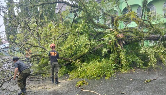Hujan dan Angin Kencang Tumbangkan Beberapa Pohon di Kota Padang