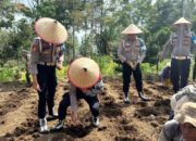 Bidpropam Polda Sumbar Tanam Jagung, Di Nagari Lasi