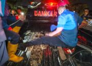 Damkar Padang Evakuasi Buaya dari Tepi Sungai di Surau Gadang