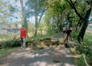 Pohon Tumbang Timpa Kabel Listrik dan Ganggu Akses Jalan di Lapai