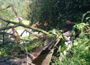 Pohon Tumbang Timpa Rumah Makan dan Tutupi Jalan di Padang Besi