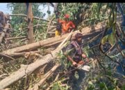 Pohon Beringin Raksasa Tumbang Timpa Rumah di Teluk Bayur