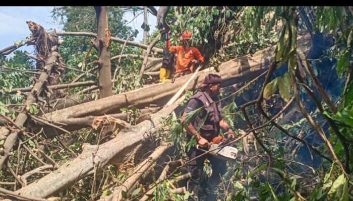 Pohon Beringin Raksasa Tumbang Timpa Rumah di Teluk Bayur