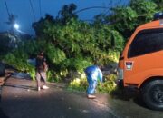 Pohon Tumbang di Lubek Timpa Kabel dan Kanopi Rumah Warga