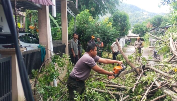 Pohon Tumbang di Lubuk Begalung Timpa Rumah dan Kabel Listrik