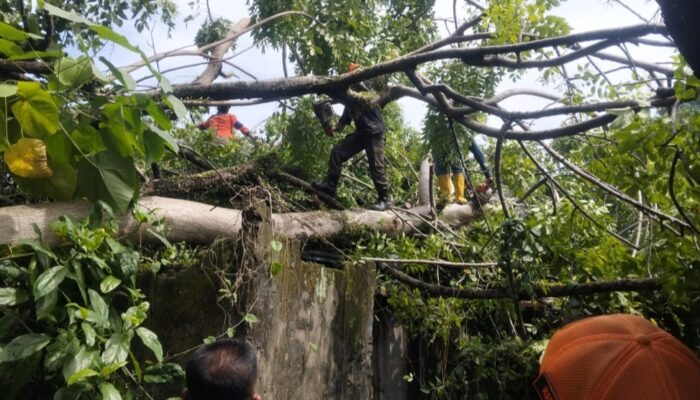 Pohon Tumbang Timpa Rumah di Padang Selatan, Kerugian 5 Jutaan