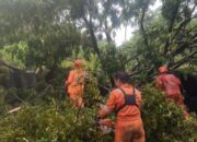 Pohon Trambesi Tumbang di Padang, Akses Jalan Sempat Terganggu