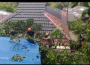 Hujan Disertai Angin Kencang, Pohon Tumbang Timpa Rumah Warga