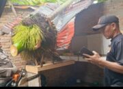 Pohon Pinang Tumbang Timpa Rumah Beruntung Tak Ada Korban