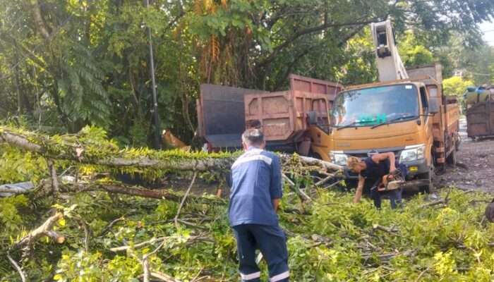 Pohon Besar Samping UBH Tumbang Hambat Akses Jalan