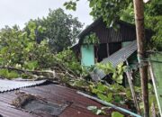Hujan dan Angin Kencang, Pohon Tumbang Timpa Rumah Warga