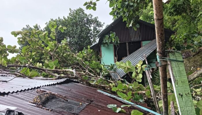 Hujan dan Angin Kencang, Pohon Tumbang Timpa Rumah Warga