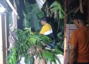 Pohon Kelapa Tumbang Timpa Rumah Warga Kerugian Capai 10 Juta