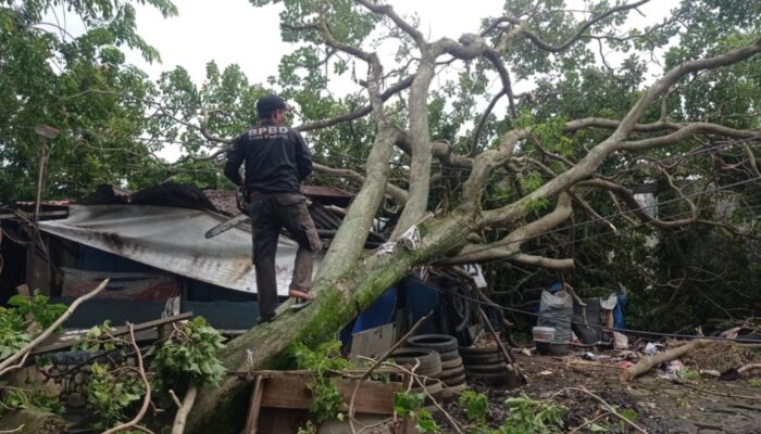 Hujan dan Angin Kencang, Pohon Tumbang Timpa Bengkel di Ulak Karang