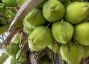 Manfaat Buah Kelapa, dari Air Hingga Sabutnya, Obat Herbal Multikhasiat