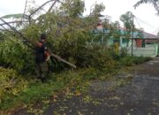 Pohon Tumbang Ganggu Listrik dan Jaringan Komunikasi