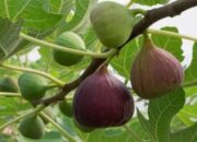 Rahasia Kesehatan “Buah Surga” dalam Al-Qur’an