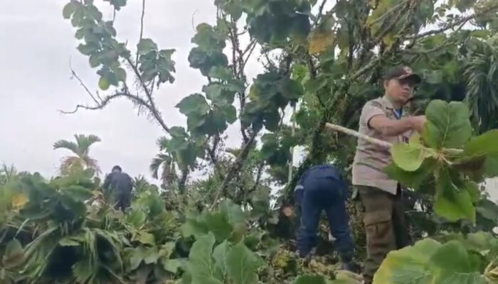Hujan, Angin Kencang, Dua Pohon Tumbang Timpa Rumah