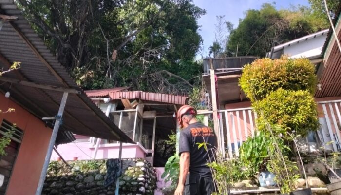 Pohon Beringin Tumbang Timpa Tiga Rumah di Padang Selatan