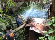 Hujan dan Angin Kencang Pohon Kelapa Tumbang Timpa Dapur Warga